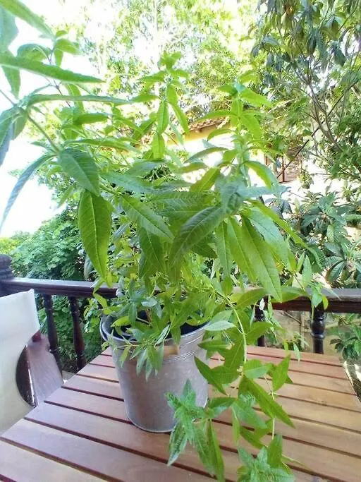 Appartement Λουίζα Studio Έως 2 Άτομα à Paliouri